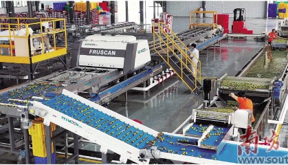 党建链赋能产业链 小荔枝变共富果